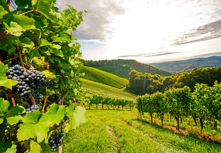 Sans-titre-1_0005_shutterstock_429515770.png